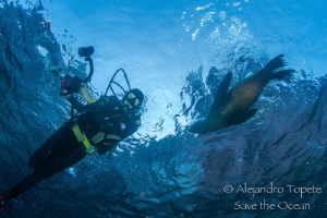 Vanesa and Sea Lion, Los Islotes de la Paz Mexico by Alejandro Topete 